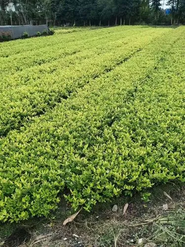 mile·米乐m6：百宝力青少年网球拍